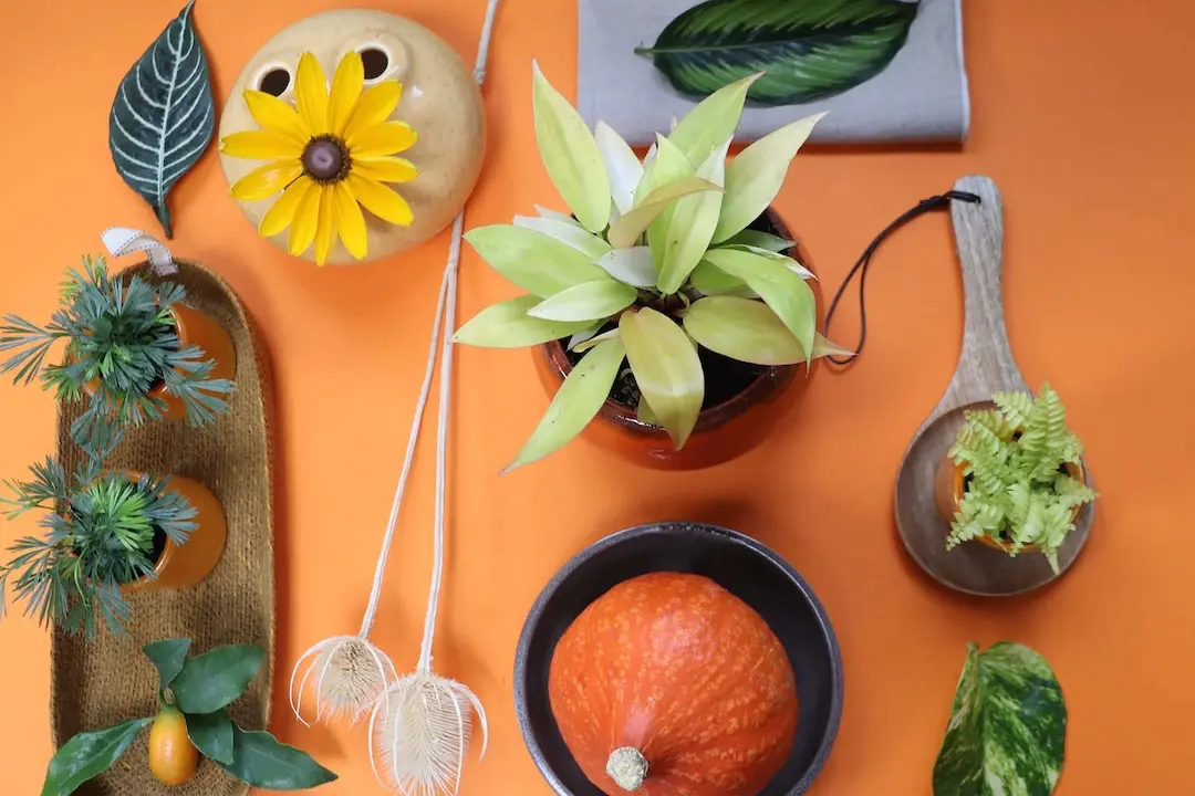 Plants, ceramic decorations and hanging planters displayed against an orange wall